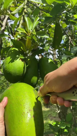 Sígueme para más consejos de salud #frutasyverduras #frutas #salud #frutassaludables #consejosdesalud 