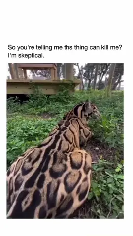 Replying to @HuGO! Animals are amazing 🥹💚 #animalsoftiktok #animals #animales #bigcats #wholesome 