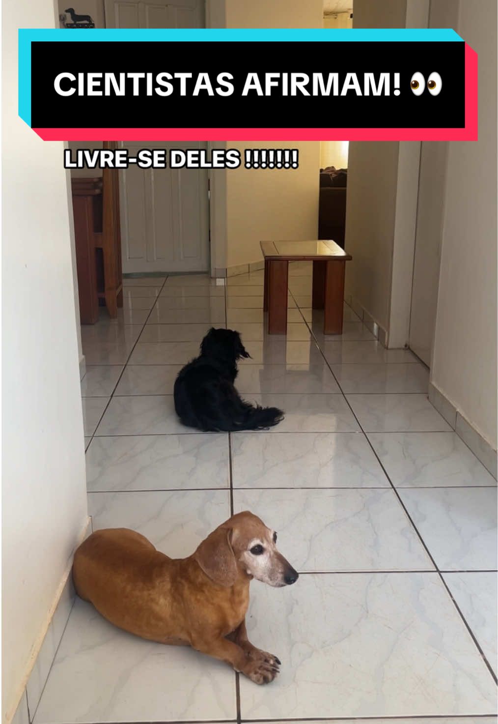 Ops 👀 🐈‍⬛  #trend #caesegatos #pets 