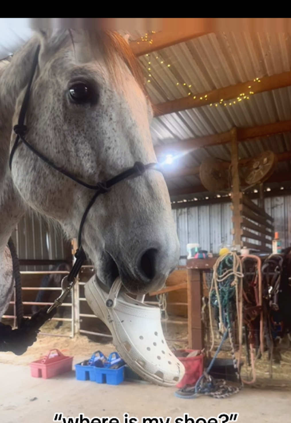 i couldn’t speed it up but you think it’s funny anyway #scootinsanjay #horsesontiktok #horses #horsegirl #horsetok #gelding #geldingsoftiktok #horseshow #horselife #equestrianlife #horseriding #horsetraining #equestriangirl #equestriansoftiktok #foryourpage #fypage #foru #fypツ#viralvideo #dontletthisflop #dontflop#dontletitflop #viraltiktok #viral