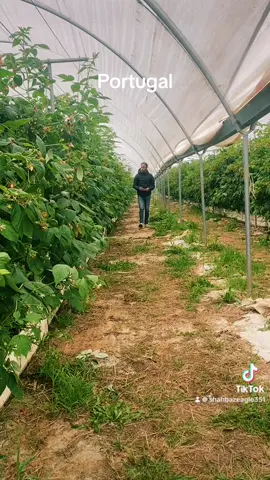 Portugal#viral#video#🇵🇰❤️🇵🇹