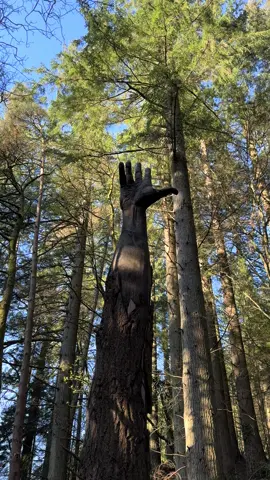 Remnants of Wales’ tallest tree #fyp #forestry #trees #nature #trails 