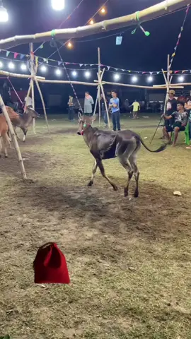 คืนนี้สู้เขาได้แล้วนะ😜🥇#วัวประกวดพันธุ์ไทย #เด็กเพชรบุรี🏡💗 #มังกรดําเสี่ยเอห้วยตะแกะ 