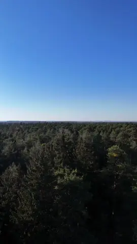 🌀🌲 #forestlovers #foresttok #forestvibes #treelovers #forestlove #treetales #forestdrone 
