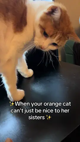 Orange cat behavior 102 #orangecatbehavior #orangecats #orangecatsarethebest #mean #funny #cats #catsoftiktok #thedivakats #thedivakats2 #conversationswithacatlady 