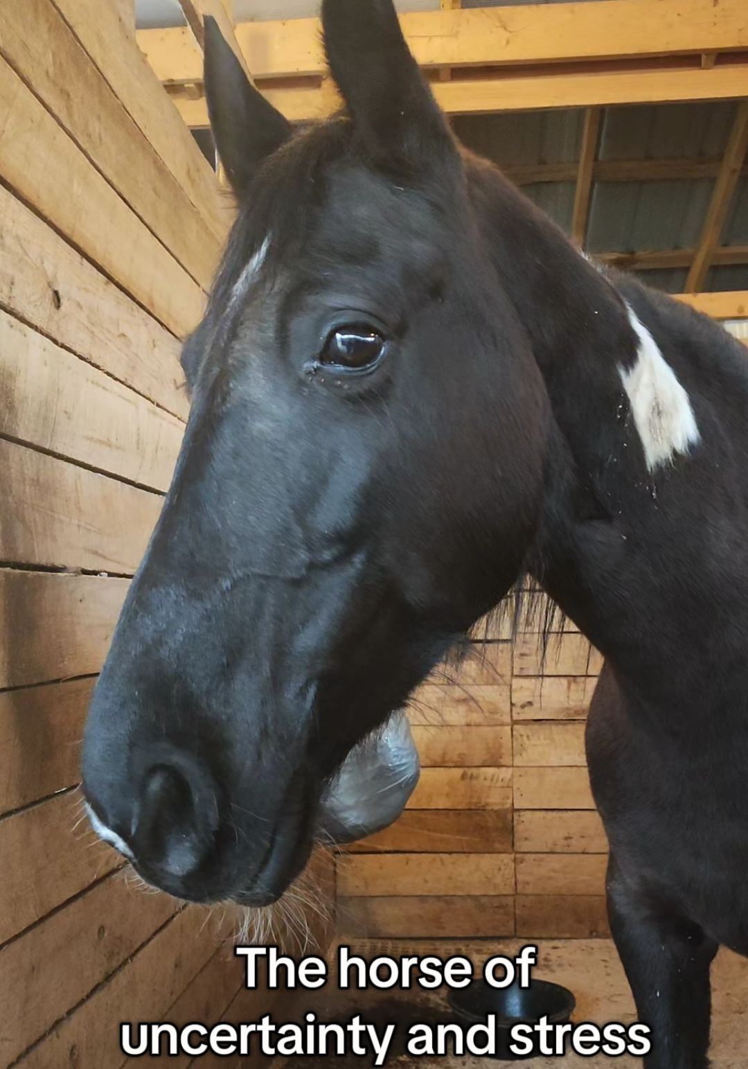 #twh #tennesseewalkinghorse  #horse #horsesoftiktok #equestrian