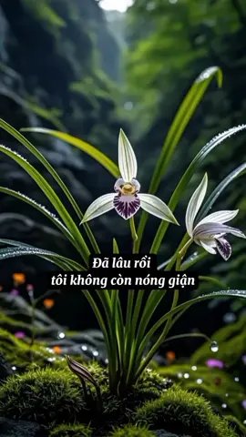 #cuocsong #tamtrang #trietlycuocsong 