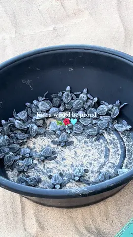 baby turtles release 🐢🌞🌺🐠🩵🌴 #pourrtoi #fyp #fypage #fyppp #philippines #paradise #babyturtle #turtle #turtletok #babyturtles #babyturtlerelease #elnido #elnidopalawanphilippines #elnidopalawan #dulibeach #dulibeachsurf 