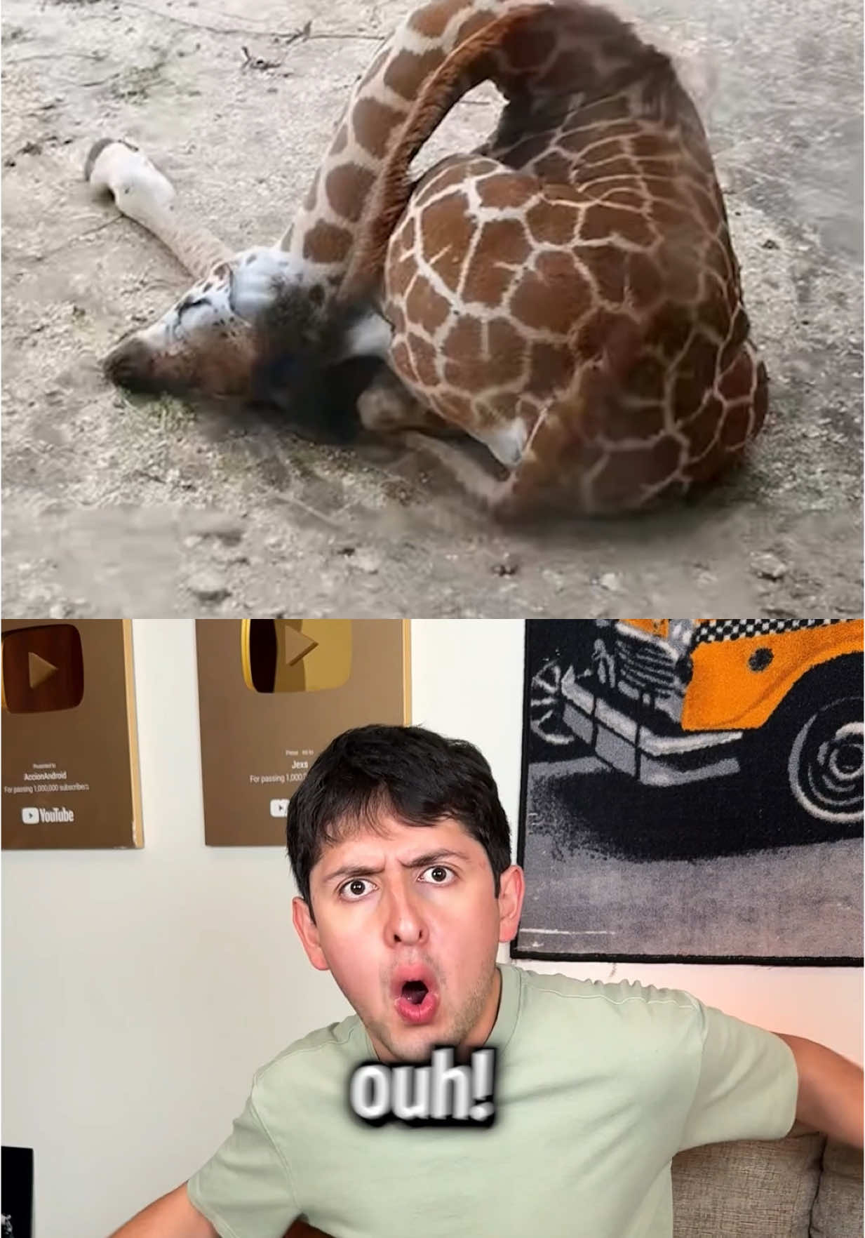 POR QUÉ DUERMEN ASI ESTOS ANIMALES? XD 