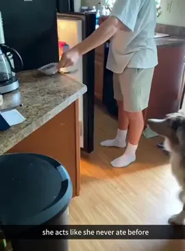 Cat act like they’ve never eaten before#funnycat #funnyanimals #petvideos #cat #catsoftiktok #fyp#longervideos 