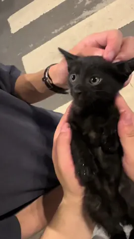 Funny black cat#fyp #funnyvideo #cat #blackcat 