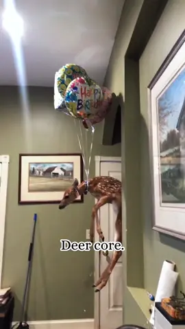 Deer core #deer #deerhunting #deer #deerseason #deertiktok #for #fpy #funny #funnytiktok #funnyanimals #fypシ #foryour
