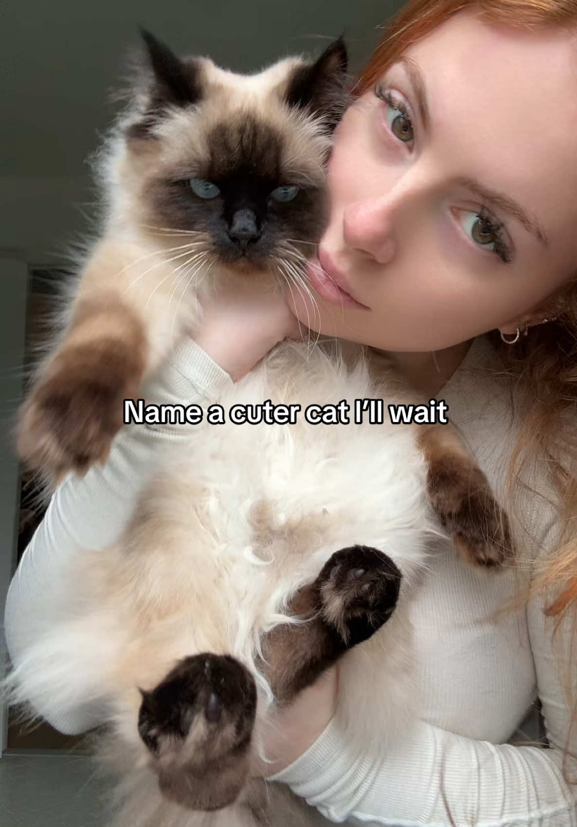 Meow #cat #kitten #ragdoll 