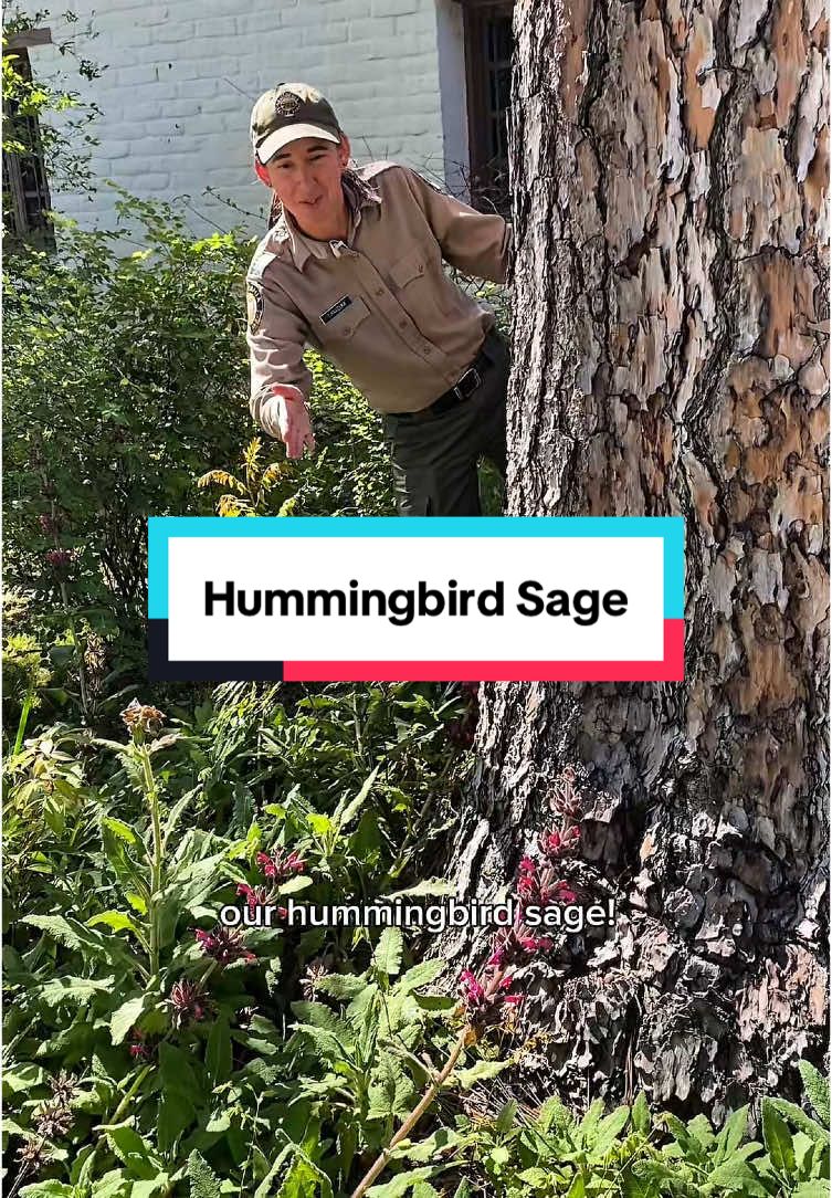 If you visit our park grounds, you will see we have a lot of California native flora and fauna in bloom this time of year! In this video, Theresa takes a look at one of the native plants just east of the State Indian Museum on the park grounds. The plant is Salvia spathacea, also known as Hummingbird Sage, and it can be found in a couple places on the park grounds of the State Indian Museum and Sutter’s Fort State Historic Park. Theresa also discussed the plant’s traditional California Native uses.  Learn more about the native plants on our park grounds at our Earth Day event on April 19th!  #hummingbirdsage #sage #bees #suttersfort #stateindianmuseum #castateparks #History #sacramento #museum #sactiktok 