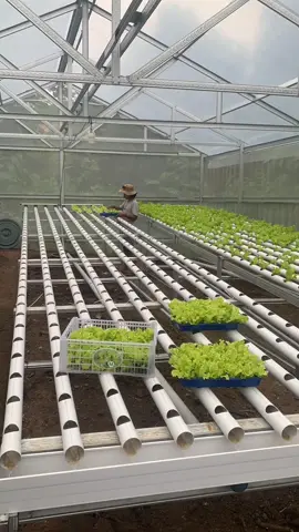Pindah tanam sayuran selada🌱🤗 #hidroponik #kebunhidroponik #seladahidroponik #petanimuda #petanimilenial #petanigenz #greenhouse #agriculture #horticulture #fyp #fypppp 