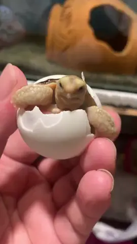 เบื่อมากกกกกกกกก อยู่ในไข่เป็นร้อยวันเลยนุด 🥱 #บ้านเต่างอกฟาร์มเต่าบก #FamEatry #ลูกเต่าซูคาต้าแรกเกิด #คาเฟ่เต่าซูคาต้า #ซูคาต้าเต่ายักษ์ #เต่าบกเต่าซูคาต้า #sulcata #sulcatatortoise 