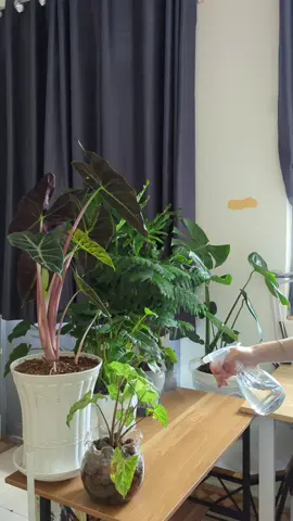 Sáng ngủ dạy là phải tưới cây liền💦💦💦💦💦 #TuoiCay #ChillTuoiCay #CuocSongNongDan #NhaVuon #ChillVoiThienNhien #PlantLover #GreenLife #SongCham #YeuCayXanh #GardeningVibes