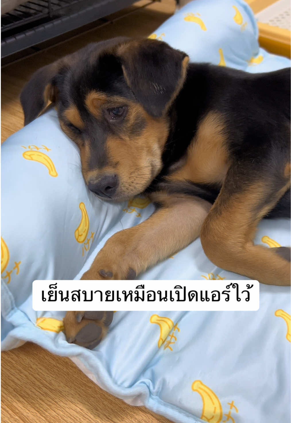 เบาะนอนเย็นอันใหม่ ถูกใจหมาแมวมาก #เบาะนอนสัตว์เลี้ยง #เบาะนอนแมว #เบาะนอนเย็น #เบาะเย็นแมว #เบาะนอนเย็นสําหรับน้องหมาน้องแมว #ที่นอนเย็น #เบาะนอน #ที่นอนสัตว์เลี้ยง #ของใช้สัตว์เลี้ยง #ของใช้หมาแมว #ที่นอนเจลเย็นสําหรับสัตว์เลี้ยง #ที่นอนเจลเย็น #ของดีบอกต่อ #ของมันต้องมี #เคล็ดลับสัตว์เลี้ยง #สัตว์เลี้ยงtiktok #ทาสแมวต้องมี #ของใช้แมว #ของใช้สุนัข #tiktokshopครีเอเตอร์ 