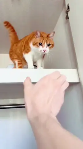 Funny animals #funny #funnyanimals #funnyvideo #cuteanimals #pet #fyp 