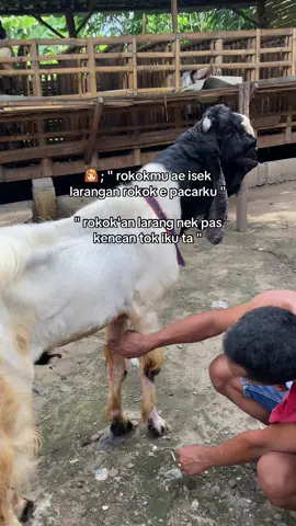 puncak komedi🤪|| #blantikwedus #peternakmuda #pekaligesing #etawa #fyp 
