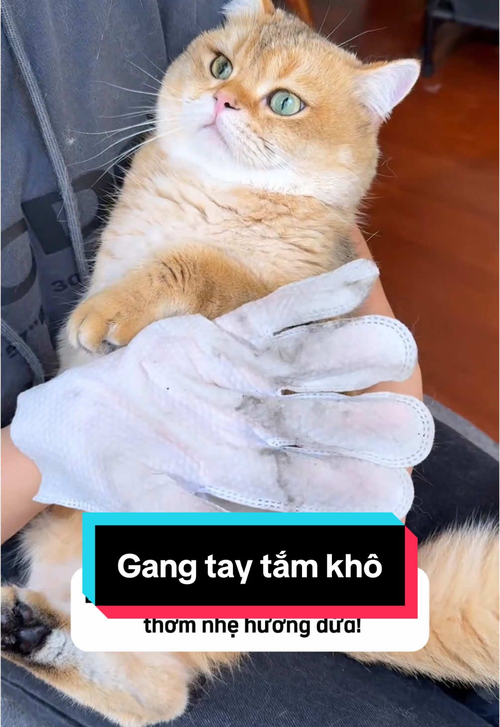 Gang tay tắm ướt, tắm khô cho thú cưng đơn giản và tiện lợi #xuhuong #lulupetspa #thanhpetspatainha #ticipetspa #ticipet #cat #fyt #viral #muataitiktokshop #xuhuongtiktok #dogsoftiktok #thucung #catsoftiktok #phukienthucungticipet #gangtaytamkho #gangtayuot #gangtaytamthucung 