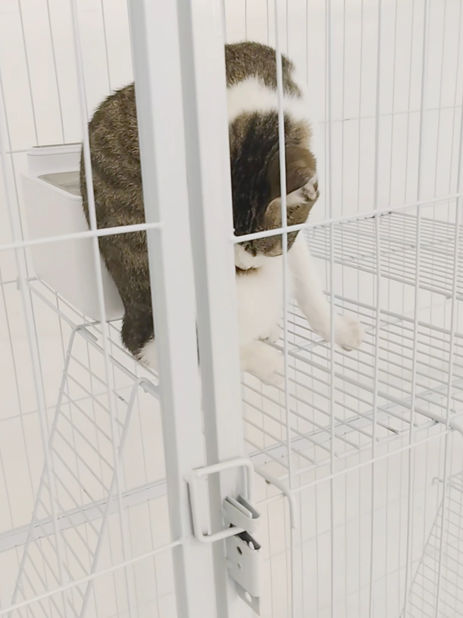 #pet #hewan #kucing #kandang