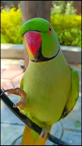 Parrot Talking video #follower🥺❤️ #parrotsound #alihairdressr #parrotvideo #2025 #lovely #viralvideo #tredingvideo #tredingvideo #greenparrot💚🐦 #foryou #short #tiktokviral #ringneckparrot😘🐦 