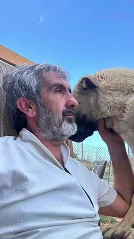 #dogs #dogsoftiktok #dogsvideo #dogsoftiktokviral #türkei #doglife #help #for #street #spendenaktion #food #schönes #wetter #sonne #kuschelzeit #vedat #ontoure #on #toure 