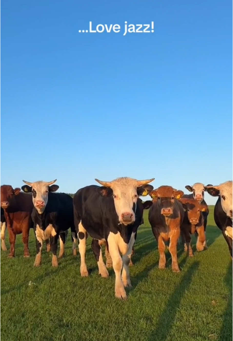 Cow love jazz! 😆#funny #funnyanimals #cow #jazz #mussic #fyp #🤣🤣🤣 