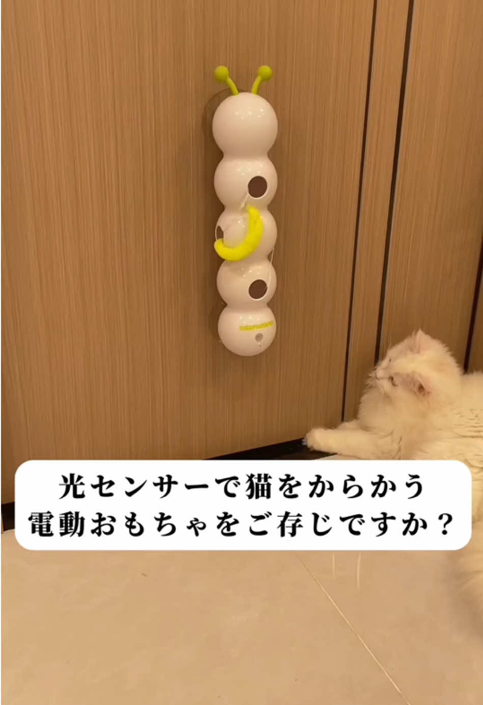 こんな不思議なおもちゃを見たことがありますか？#ねこ #甘える猫 #ペットのいる暮らし #猫のいる生活 #猫好きさんと繋がりたい #猫可愛い