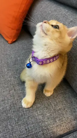 Balım🍯🍯🍯 #cat #honey #balimu #british #britishshorthair #britishshorthairgolden #golden #kedi #yavru #kitten 