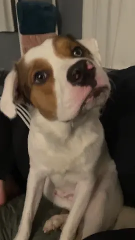 Dogs understand English🐶🐶🤣🥰#dog#funny#funnyanimals#funnypets#animals #dogsofttiktok #pet #foryou #longervideos