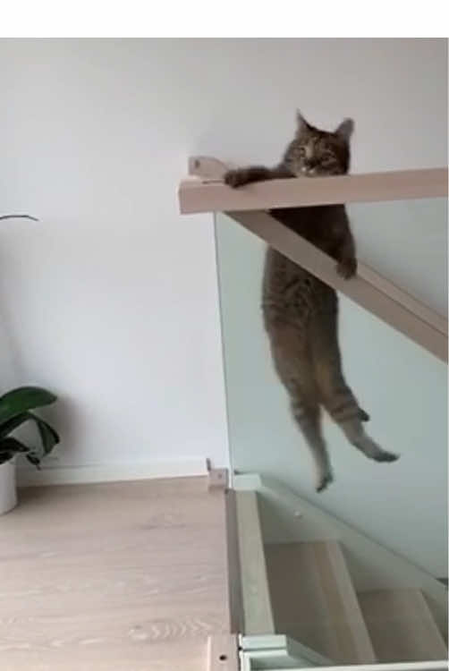 The unique way a cat goes downstairs 🤣🤣#funnycat #fyp #pet #catsoftiktiok #cat #funnyvideos 