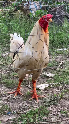 tới 🔋đấu được rồi 🤪🍀🍀#xuhuongtiktok 