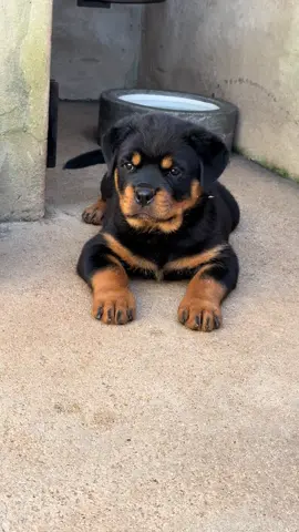 Fêmea 54 dias 🦍 . . #rottweilerlove #rottweilerfamily #rottweilerpuppy #rottweiler #rottweilersontiktok 