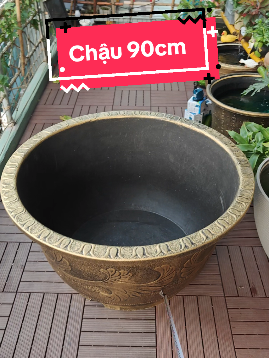 Chậu nhựa khủng 90cm để nuôi cá #chaunhua #nuoica #cacanh #chậu #chaunuoica 