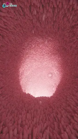 Crohn’s Disease is a relentless inflammatory condition, yet its invisible battles—intestinal damage, immune dysregulation, and chronic pain—are often overlooked. Without audio, our latest video relies on striking 3D visuals to convey the gut’s turbulent landscape: ulcerated tissues, immune cell activity, and the cyclical nature of flare-ups.  Designed for healthcare providers and advocacy groups, this animation underscores the physical and emotional toll of Crohn’s, turning clinical data into a visceral narrative. At @3dforscience.com, we believe visuals can amplify voices that pain silences.    #CrohnsDisease #InvisibleIllness #MedComms #HealthcareAwareness #GutHealth