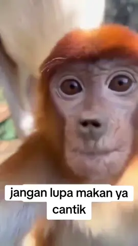 cantik jangan lupa makan ya  #transisi #transition #fyp #viral #trending #transisipindahtempat #transisilucu #transitionalhook #komedi #ngakak #kocak 