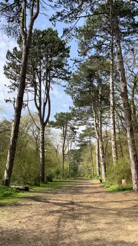 The sound of those birds at Hinchingbrooke Country Park 😍 #hinchingbrooke #countrypark #birds #trees #nature #videojournal 