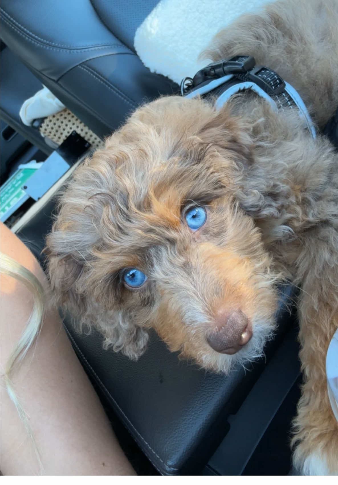 Vaela is my little blue eyes baby🩵 #fyp #foryou #foryoupage #puppy #puppytiktok #puppiesoftiktok #aussie #doodle #Love #bestfriend 