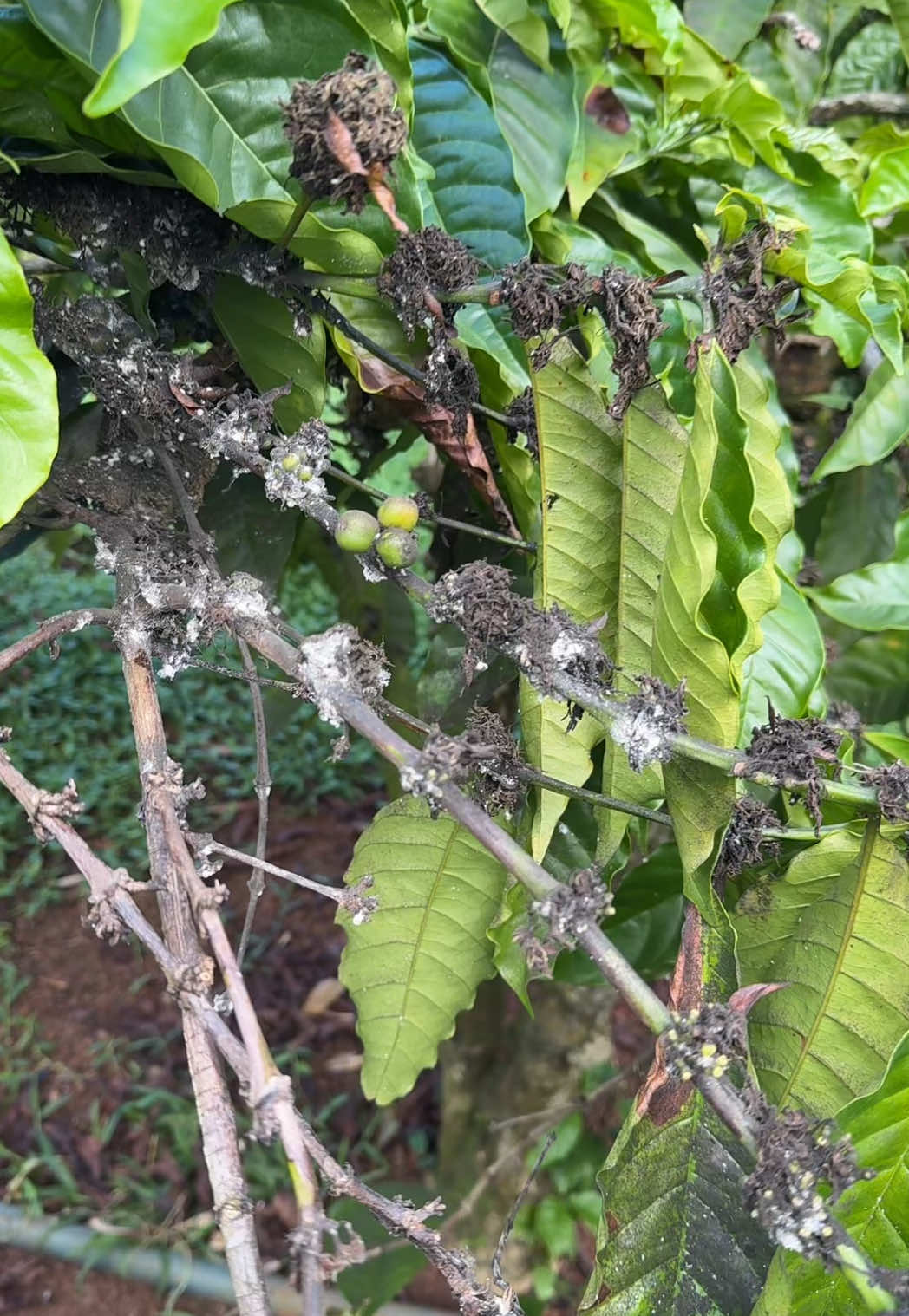 Trừ sâu Top 1 chính hãng