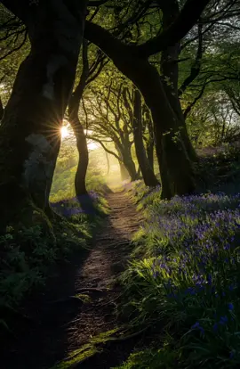 A #magicalforest pathway winding gently through an ancient woodland, carpeted with vibrant bluebells and golden daffodils in full bloom. Tall, moss-covered trees arch overhead, their fresh spring leaves forming a soft green canopy. Dappled sunlight filters through the branches, casting a golden glow onto the flowers and creating a dreamy play of light and shadow along the path. The air feels fresh and alive, with birdsong in the background and a sense of peaceful seclusion. The winding trail invites a slow walk, evoking a fairytale-like atmosphere in the heart of the British #countryside. #imagemotion 