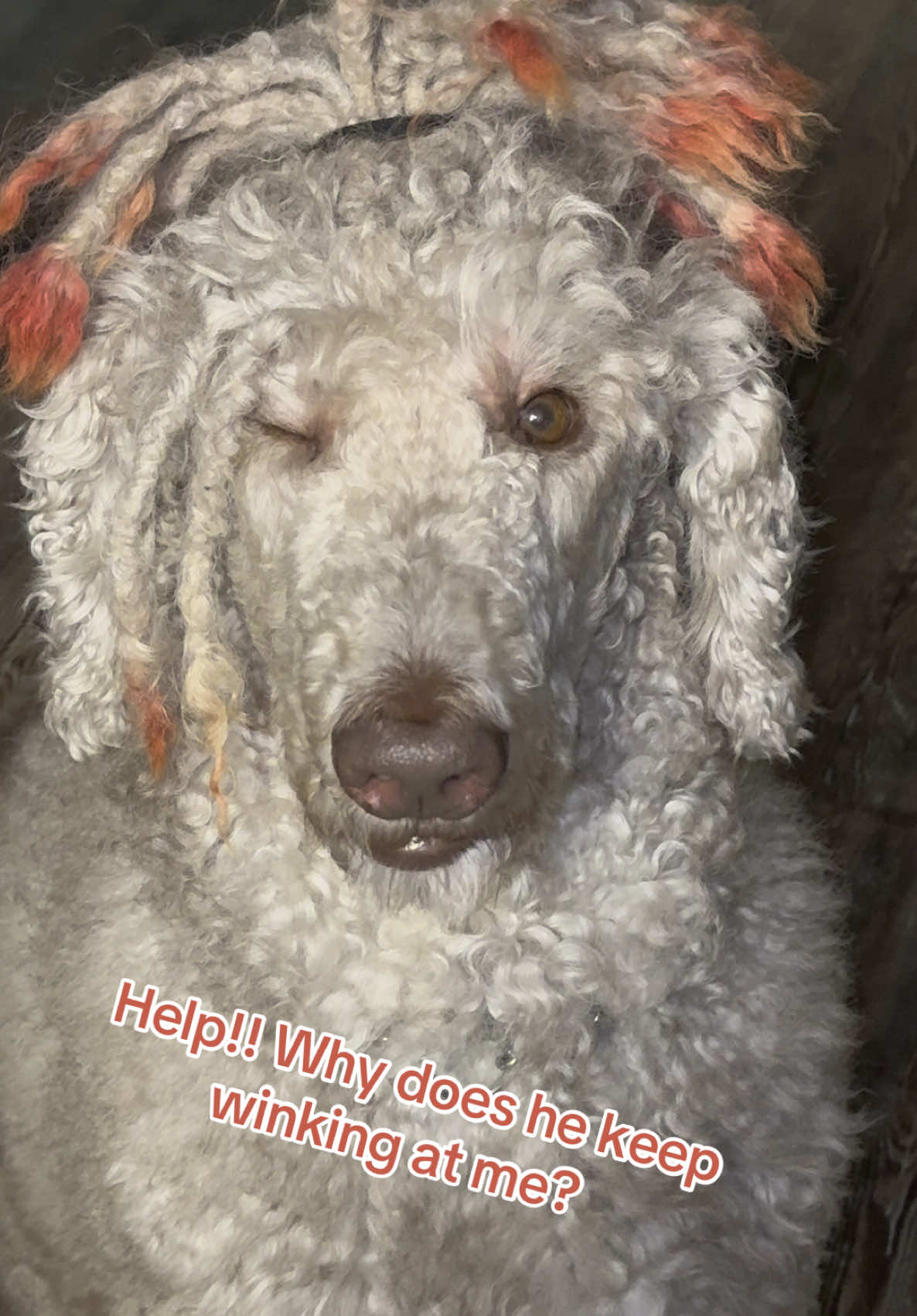 No fr someone tell me what does this mean? 😂 #dogwithlocs #sosathedog #dogwink 