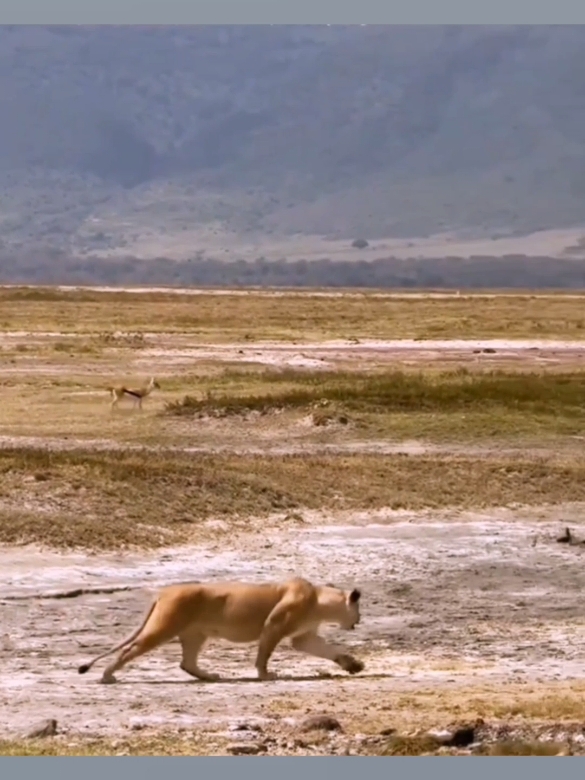 Lion attacks gazelle  #animalsworld #wildanimals #wildlife #lion #attacking #gazelle #fyp #foryoupage 