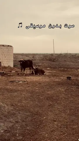 صوت بدون موسيقى #شعب_الصيني_ماله_حل😂😂 #امطار #جاموس #ريف #العماره #اجواء_خيالية #عواصف 