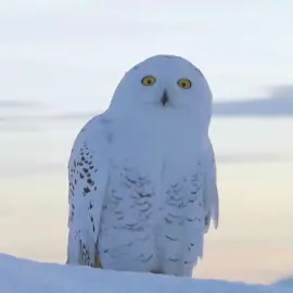 The snowy owl #naturepilled #animalappreciation #owl #snowyowl #nature #saveourplanet 