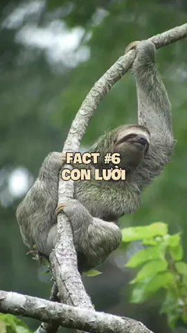 Con lười #animals #pets #cuaq #quangdt1710 