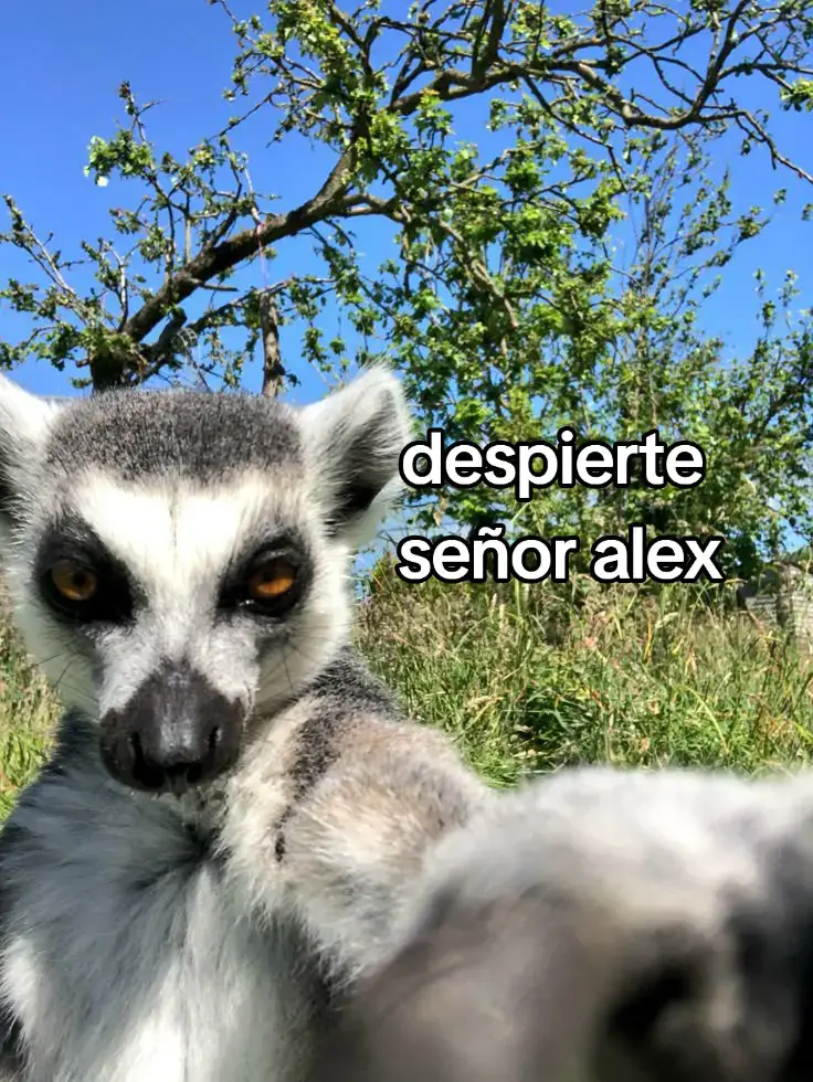 (para la racha🔥) #laracha #tiktokklk #larachaaaaaaaaaa🔥 #larachaengris #prendelaaaaa #paratiiiiiiiiiiiiiiiiiiiiiiiiiiiiiii #paratiiiiiiiiiiiiiiiiiiiiiiiiiiiiiii #tiktokponmeenparatiporfa #tiktokponmeenparatiporfa #fyyyyyyypppp #2025 #lemur #madagascar #señoralex #despierta!