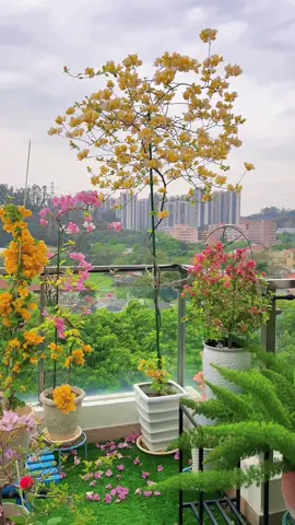 Lại thêm 1 minh chứng cho câu “hoa ko phế, chúng ta phế” đây. Sao đẹp dữ zạ🥲 #flowers #hoadep #hoagiay 