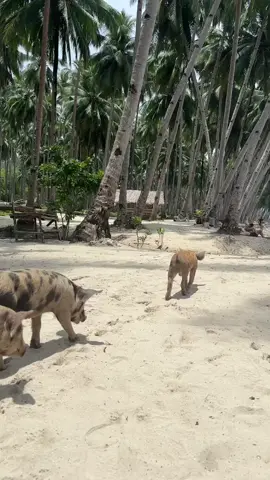 The horrific journey to this beach was worth every second😍🐷 📍Coconut Beach, Port Barton #thephilippines #palawan #portbarton #coconutbeach #seasia #backpacking 